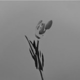 I Kill Giants (The Naked & Famous)
