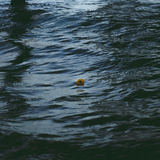 Plastic (Lacuna Bloome)