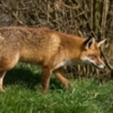 Redmire44