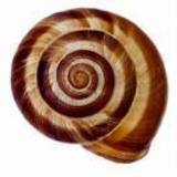 Eardrum